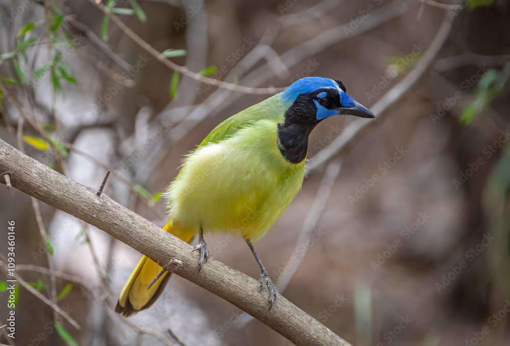 Wall mural Perched Green Jay