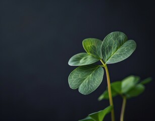 photo of Shamrock,Saint Patricks Day