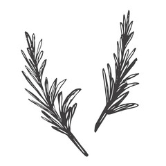 Rosemary. Sketch. A sprig of aromatic spice. Vector illustration. Outline on isolated background. Doodle style. Stem with leaves. Idea for web design, menu.