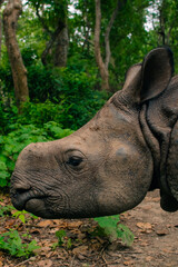 Rhino eating in Sauraha village, Chitwan, Nepal