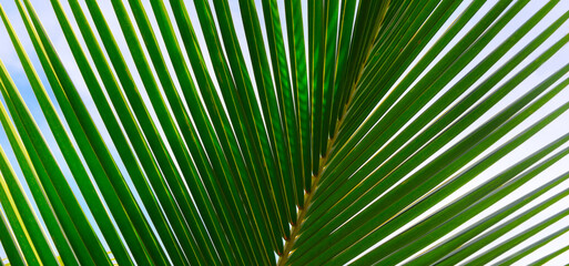 Fototapeta premium Bottom view of tropical palm trees leaves in blue sky background
