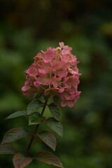 Hydranegea paniculata pink flowers on green bokeh garden background, flowers in autumn.