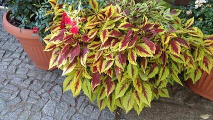 beautiful flower arrangement