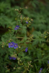 Geranium flowers closeup on bokeh geranium plants background, selective focus.