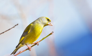 European greenfinch, male perched on a branch without leaves, Carduelis chloris