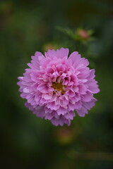 Pastel pink cosmos flowers 