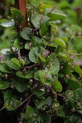 Malabar spinach plants, Basella alba blooming in garden, closeup, selective focus.