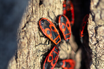 Colony of red bugs on the tree trunk in macro