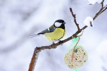 Great Tit, Parus Major, Feeding with Fat Ball in Winter Time. Great tit perching on snowy tree branch near fat ball feeder. Great tit winter feeding