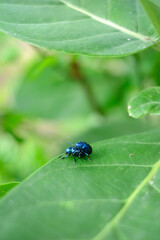 Beetles are mating on green leaves 