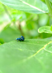 Beetles are mating on green leaves 