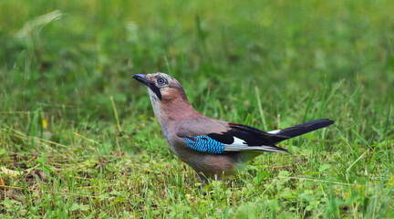 Close-up of a Eurasian jay, Garrulus glandarius, feeding on a bug. Eurasian Jay sitting in grass with a bug in his beak