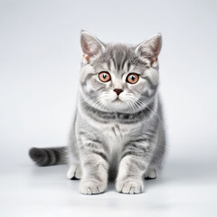 Cute Grey Kitten British Shorthair Cat Close-up Stock Photo with White Background