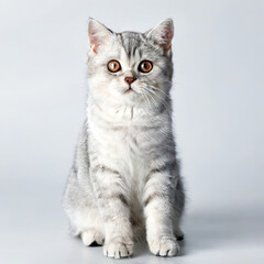 Obraz premium Cute Grey Kitten British Shorthair Cat Close-up Stock Photo with White Background
