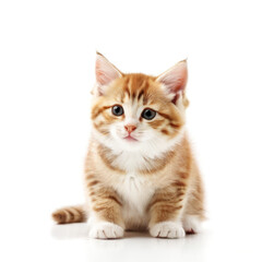 Obraz premium Cute Adorable Orange and White Kitten Cat with Transparent White Background