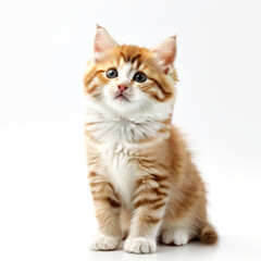 Obraz premium Cute Adorable Orange and White Kitten Cat with Transparent White Background
