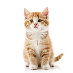 Fototapeta premium Cute Adorable Orange and White Kitten Cat with Transparent White Background