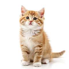 Obraz premium Cute Adorable Orange and White Kitten Cat with Transparent White Background