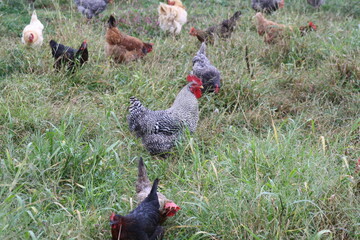 free range chickens