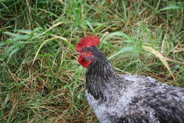 rooster in the field