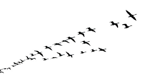 Obraz premium A Flock of Cranes Taking Flight Silhouette 