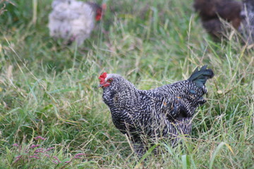 rooster in the pasture