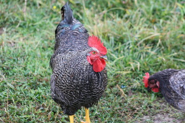 rooster in the field