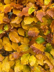 Beech hedge in autumn