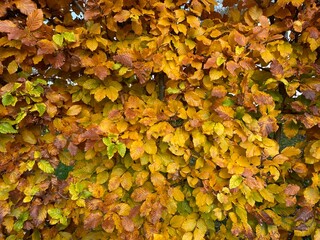 Beech hedge in autumn
