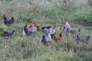 free range chickens