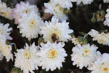 white flowers in the garden and a bee