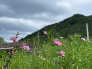 언덕에 핀 핑크 코스모스
