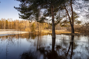 Pond with trees in the background