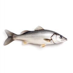 Fototapeta premium Freshly Caught Fish on Display Exhibiting a Shiny Silver Skin and Distinctive Features of a Healthy Sea Bass for Culinary Enthusiasts and Seafood Lovers