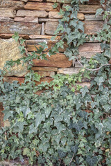 Vine Growing up a Wall of Stacked Stone.  Outdoor Park Foliage Detail.