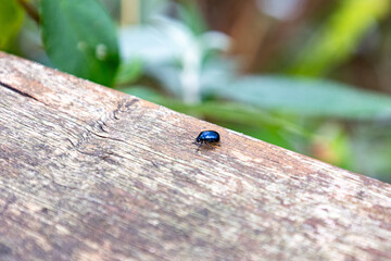 black beetle in a piece of wood close up