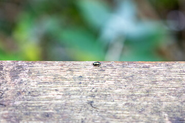 green beetle in a piece of wood close up