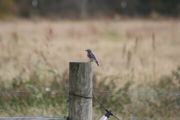 blue bird on a fence post