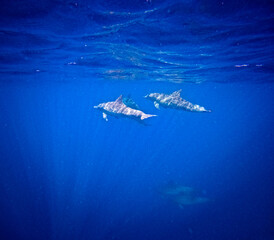 Dolphins in the Deep Ocean  