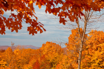 Brilliant Orange and Red Fall Leaves with Autumn Mountains in the distant background.