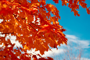 Bright Orange Maple Leaves Against a Blue Sky with Wispy Clouds