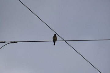 bird on a wire