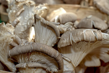 Fresh Organic Mushrooms at Farmer's Market.  Ingredient for Vegan Vegetarian Recipe.