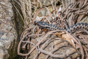 Kreuzotter Schlange auf Boden im Gras mit Laub und Blätter im Wald bei Sonnenschein im Sommer, Deutschland
