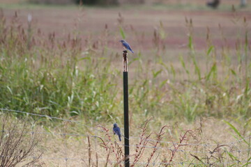 Blue jays on a fence