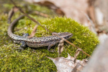Waldeidechse auf Boden im Gras mit Laub und Blätter im Wald bei Sonnenschein im Sommer, Deutschland