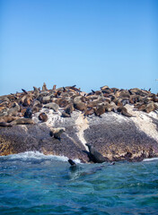 Fototapeta premium Seal island, Cape town South Africa. brown fur seals colony on Duiker Island