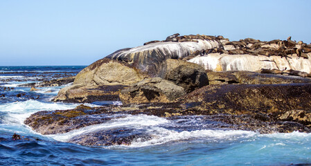 Seal island, Cape town South Africa. brown fur seals colony on Duiker Island