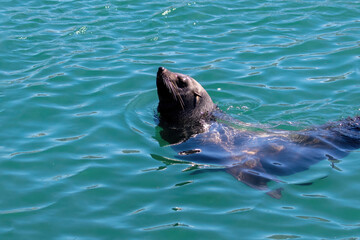 Obraz premium Brown fur seal or cape seal swimming in the sea, South Africa.