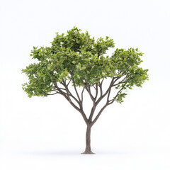 Obraz premium Tree, clean white background 